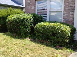 Bush Trimming by John Brown for Charles G. in McKinney, TX
