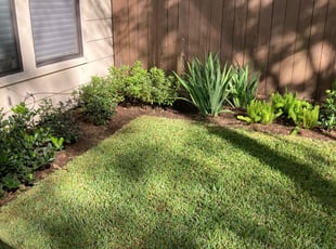 Leaf Removal by Moises Perez for Jordan S. in Houston, TX