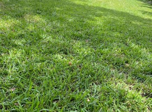 Scott J.'s Lawn Mowing service result