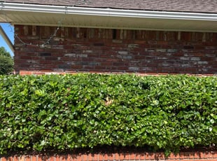 Bush Trimming by Lance Holtman for Joni J. in Oklahoma City, OK