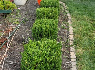 Bush Trimming by David Booth for Yingying . in Raymore, MO