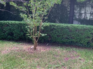 Bush Trimming by Duane Cotton for Marian h. in San Antonio, TX