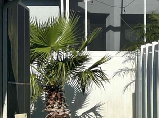 Landscaping by Brian Varmuza for Chereka K. in Land O' Lakes, FL