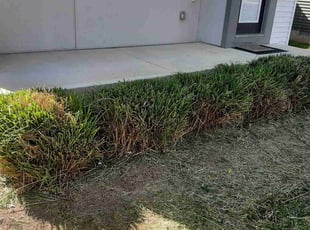 Bush Trimming by Robert Pace for Adam Y. in Indianapolis, IN