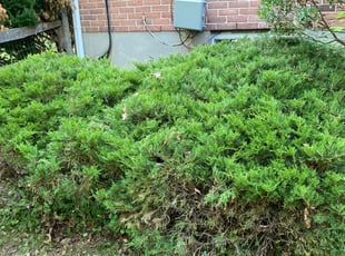 Bush Trimming by Melford Franklin for Stellis D. in Randallstown, MD