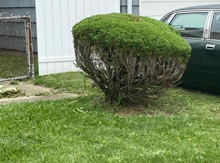 Bush Trimming by Buckeye Touch for Lillie H. in Columbus, OH
