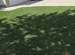 Sarah V.'s Grass Cutting service result