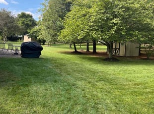 Frank T.'s Lawn Mowing service result