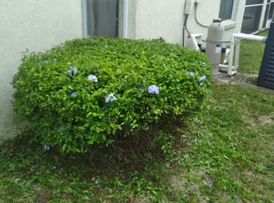 Bush Trimming by Wildalbert Ortiz for Patrick M. in Davenport, FL