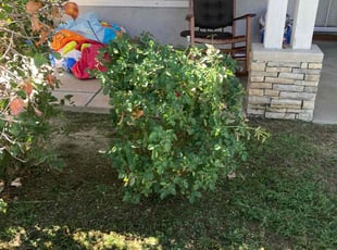 Bush Trimming by Hugo Lopez for Shalana M. in Perris, CA