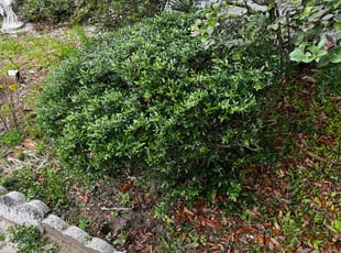 Bush Trimming by dennis Staria for Kathleen F. in Dunnellon, FL