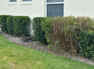 Bush Trimming by Marcus Perry for Thomas O. in DeLand, FL