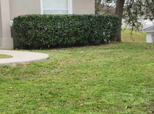 Bush Trimming by James Williams for Luis R. in Minneola, FL