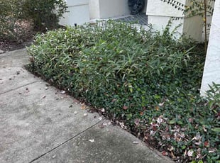 Bush Trimming by Marcus Perry for Thomas O. in DeLand, FL