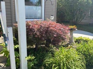 Bush Trimming by Marcquis Taylor for Bonnie M. in Grand Rapids, MI