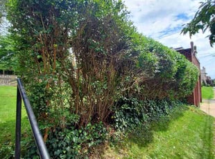 Bush Trimming by Jay Hopkins for Donna M. in Pittsburgh, PA