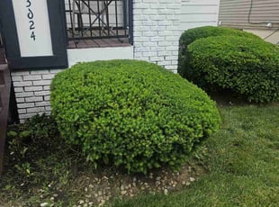 Bush Trimming by Nicholas Weber for Katrina J. in Cincinnati, OH