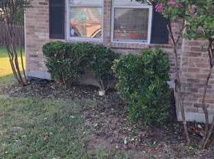 Bush Trimming by Jesus Valencia for Barbara A. in Little Elm, TX