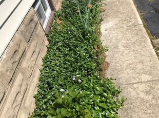 Weeding by Ted Reimel for Allison D. in Woodbury, NJ