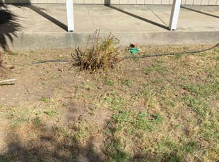 Bush Trimming by Uriel Aldrete for jeffrey h. in West Sacramento, CA