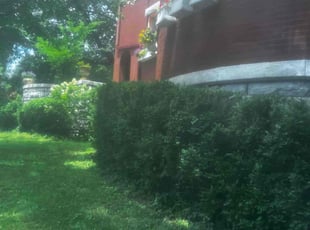 Bush Trimming by James Abernathy for Carmen T. in Cincinnati, OH