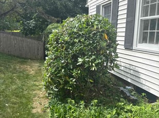 Bush Trimming by Harry Figueroa for Kaydine L. in Enfield, CT