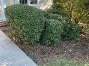 Bush Trimming by Emmanuel Odeh Adimah for Paul L. in Peachtree City, GA