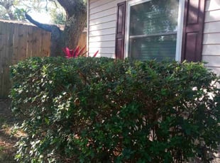 Bush Trimming by Marvel Carmichael for Elizabeth H. in Casselberry, FL