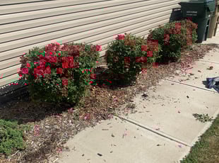 Bush Trimming by Joe Mallory for Myleeka S. in Clayton, NC