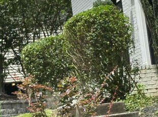 Bush Trimming by Armando J for Momoh M. in Alpharetta, GA