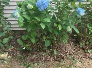 Bush Trimming by Jonathan Driscoll for Elayne B. in Worcester, MA