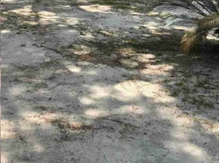 Leaf Removal by Julian Frink for Andreda M. in Mobile, AL