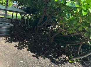 Leaf Removal by jeferson fajardo for Cristian J. in Glen Burnie, MD