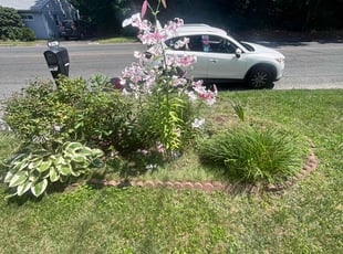 Weeding by Milagros Cabrera Cardona for Jerome E. in Waterbury, CT