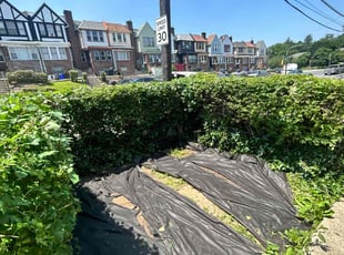 Bush Trimming by Michael Snock for Jeff N. in Philadelphia, PA