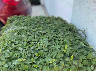 Bush Trimming by Carlos Reyna for Clarence W. in Fontana, CA