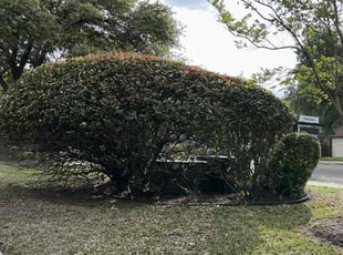 Bush Trimming by Franklin Garcia for Steve R. in Austin, TX