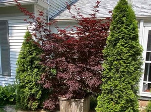 Bush Trimming by Valentin Velasco for Denise B. in Grand Rapids, MI