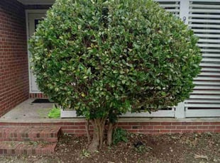 Bush Trimming by Jamaar Waddler for Brandon M. in Norfolk, VA