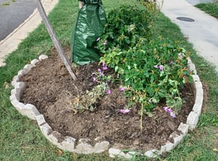 Weeding by Jose Paz for Christina J. in Washington, DC