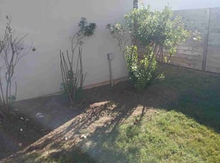 Bush Trimming by Mark DeLeon for Cody R. in Austin, TX
