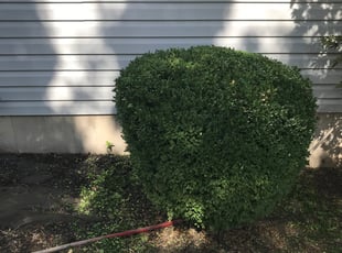 Bush Trimming by Clarence Brown for Karen K. in St. Peters, MO