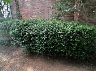 Bush Trimming by Becca Bulloch for Ashley A. in Roswell, GA