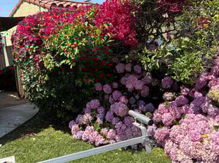 Bush Trimming by Fernando Gomez Rodriguez for Rufus C. in Los Angeles, CA