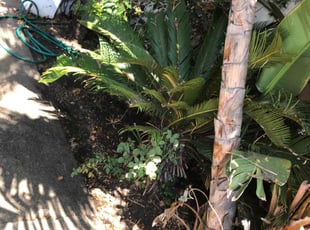 Bush Trimming by Santos Pereira for Kathleen P. in Los Angeles, CA