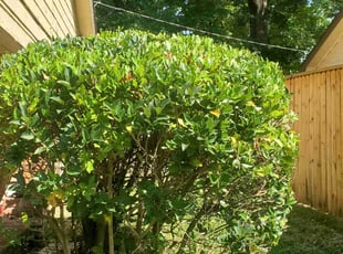 Bush Trimming by Cedric Qualls for Sandra I. in Memphis, TN