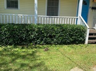 Bush Trimming by Courtney Johnson for Charles O. in Baton Rouge, LA