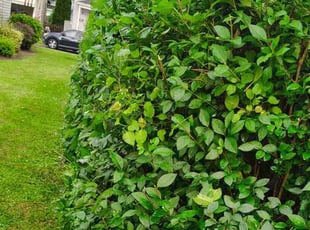 Bush Trimming by Amber Milliron for Justin K. in Scranton, PA