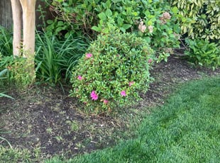 Weeding by Joel Walton for Jory B. in Chesapeake, VA