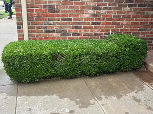 Bush Trimming by Cesar Zuniga for Joshua L. in Yukon, OK